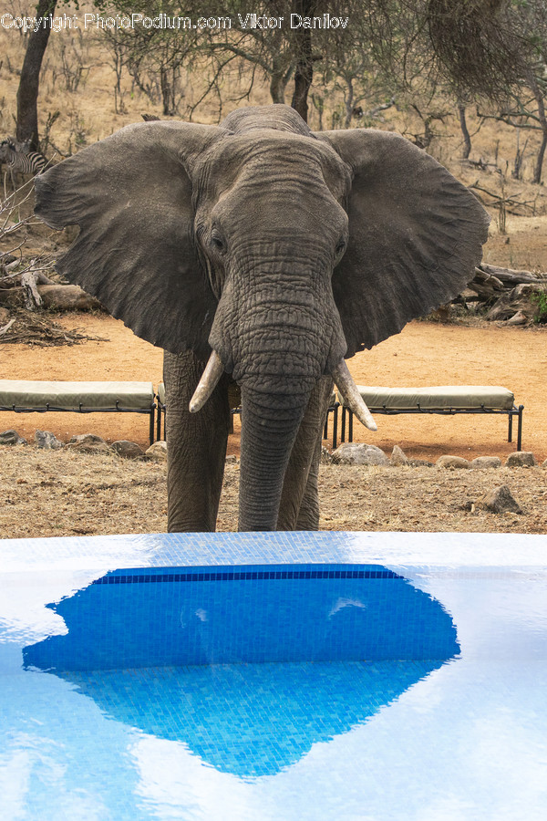 Wildlife, Mammal, Elephant, Animal