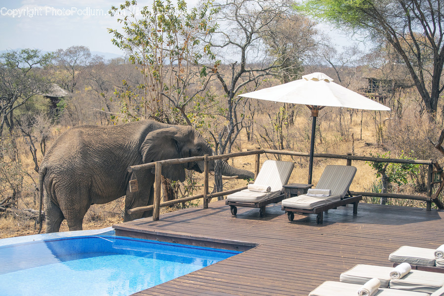 Mammal, Wildlife, Animal, Elephant, Plant