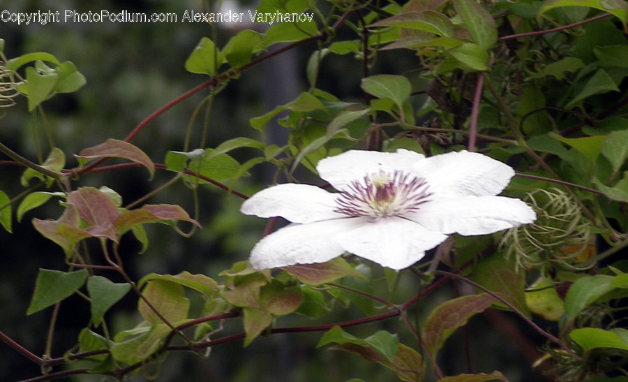 Flower, Plant, Blossom, Acanthaceae, Animal