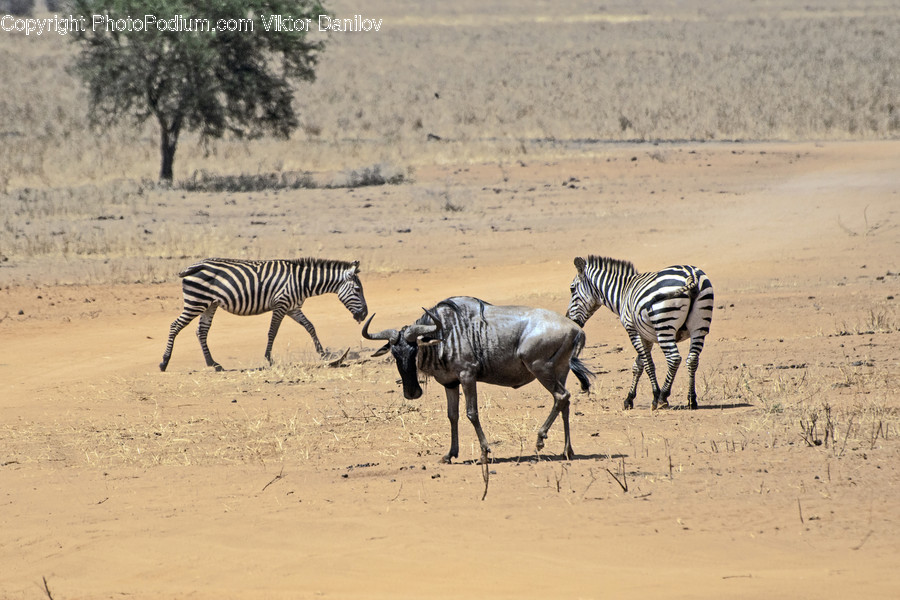 Mammal, Animal, Wildlife, Zebra, Field
