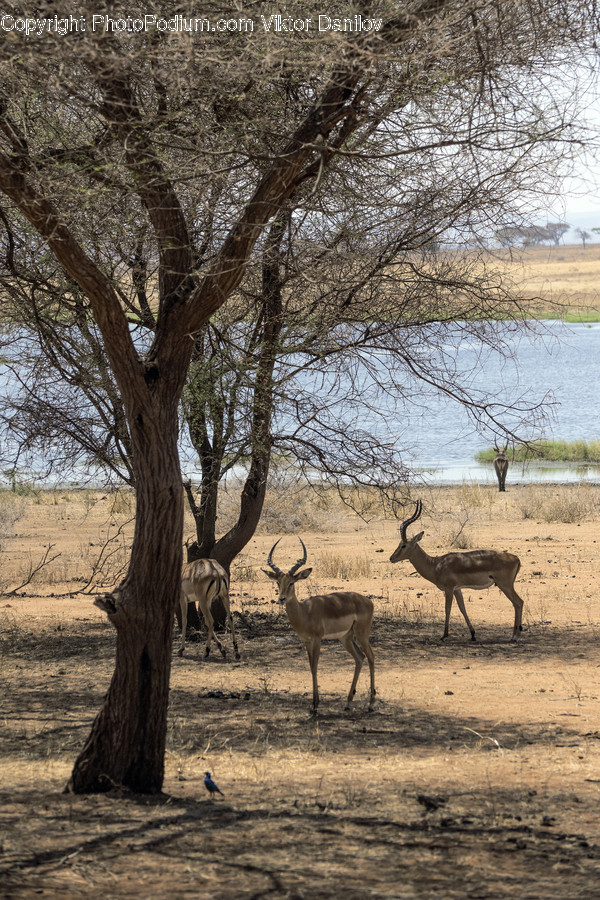 Antelope, Mammal, Wildlife, Animal, Bird