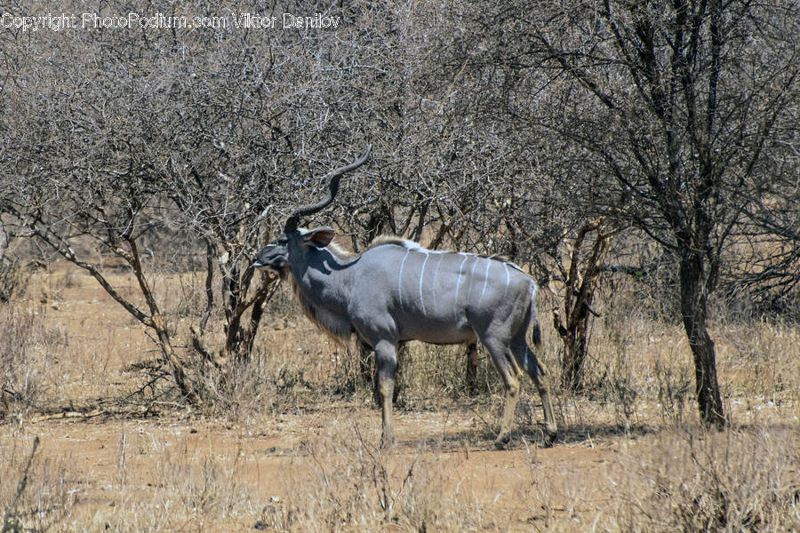 Wildlife, Mammal, Animal, Antelope, Deer