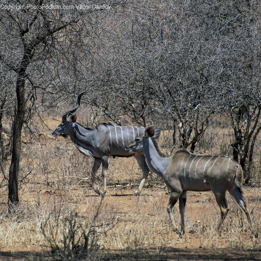 Mammal, Animal, Antelope, Wildlife, Impala
