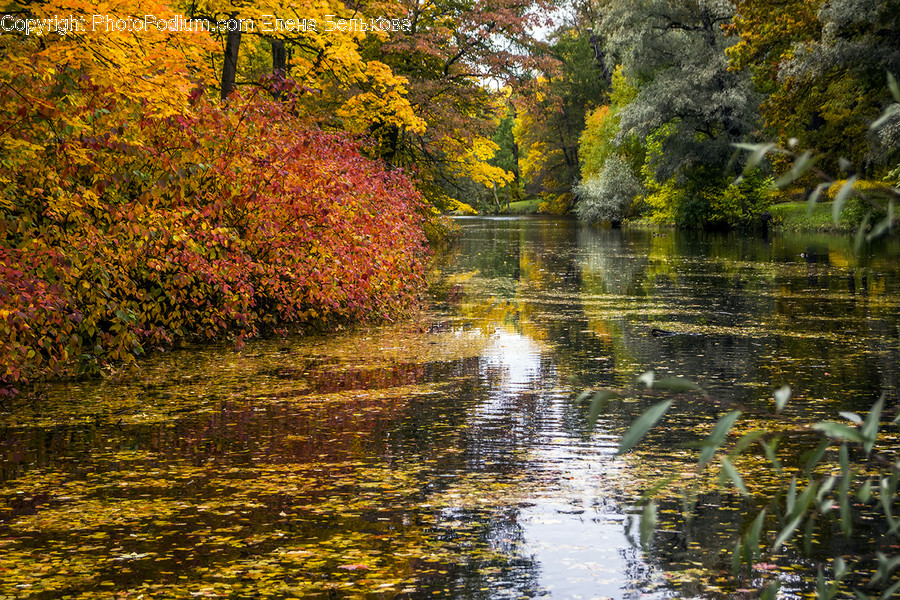 Water, Nature, Outdoors, Land, Plant