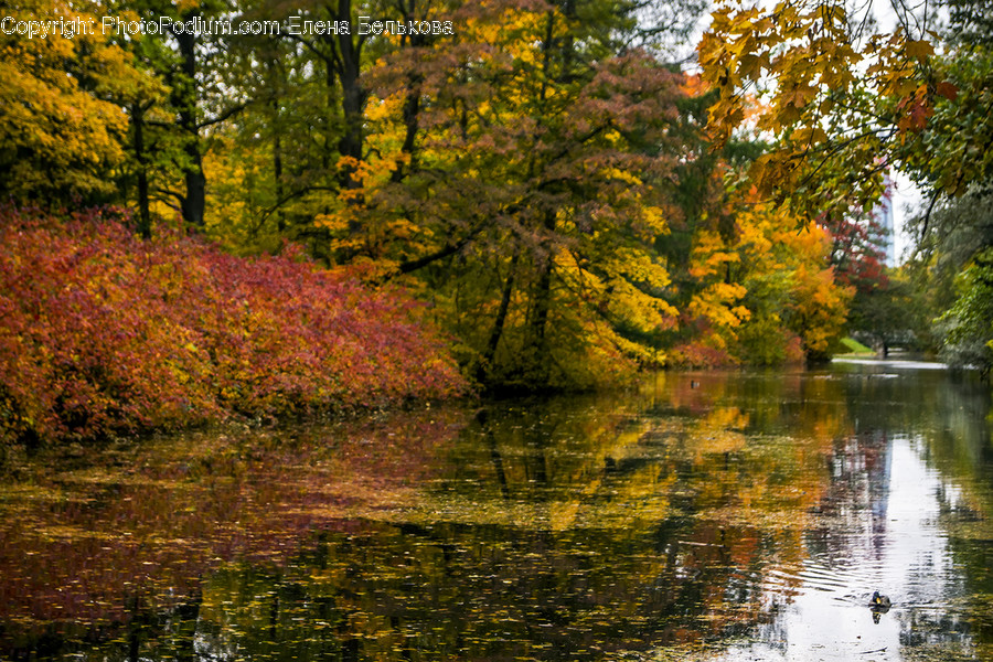 Water, Nature, Outdoors, Plant, Tree