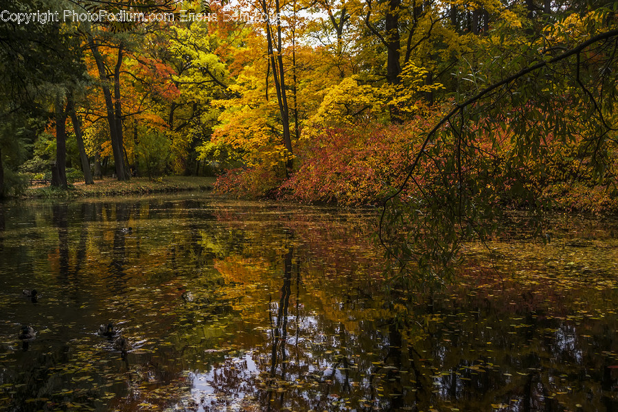 Nature, Land, Outdoors, Water, Plant
