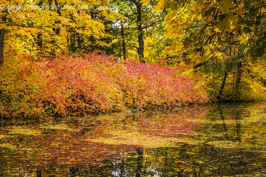 Plant, Tree, Maple, Water, Nature