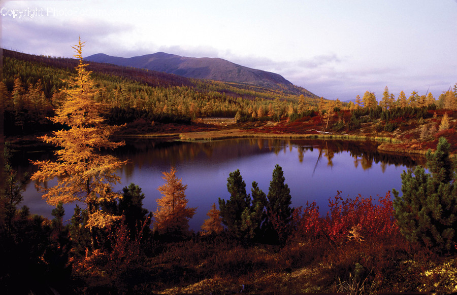 Plant, Tree, Water, Fir, Abies