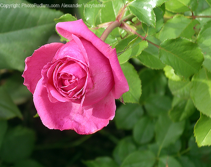 Plant, Blossom, Rose, Flower, Geranium