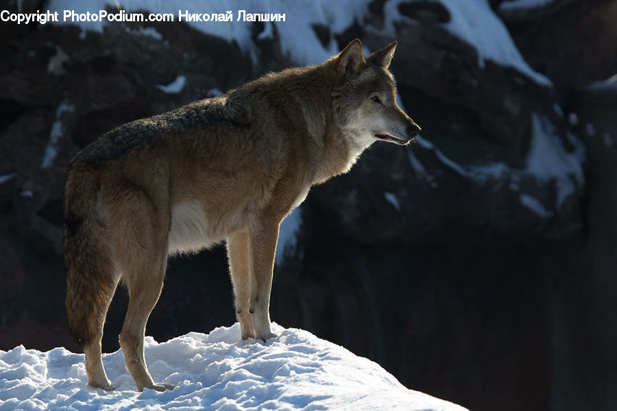 Animal, Canine, Coyote, Grey Fox, Mammal, Red Wolf, Wolf