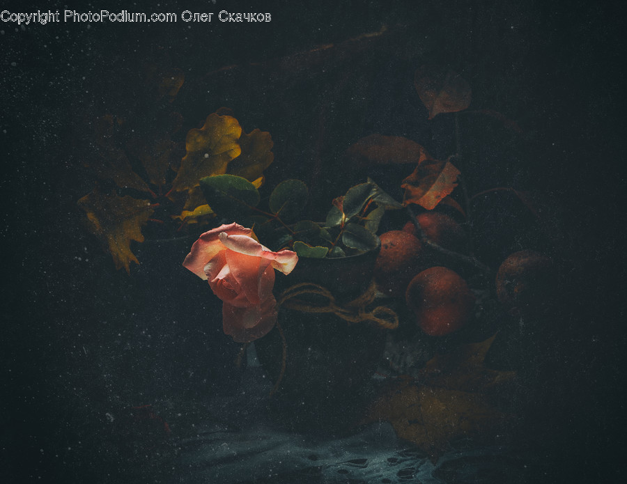 Painting, Art, Animal, Sea Life, Invertebrate