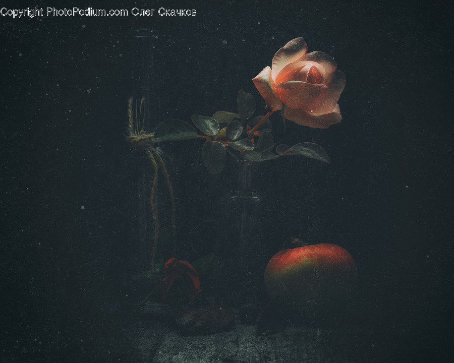 Plant, Painting, Art, Flower, Blossom
