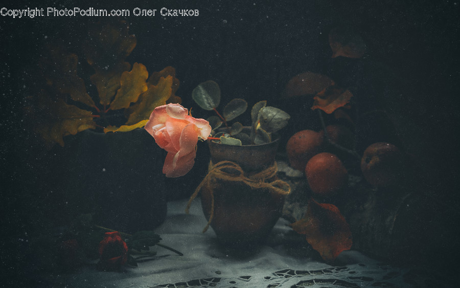 Art, Painting, Animal, Invertebrate, Sea Life