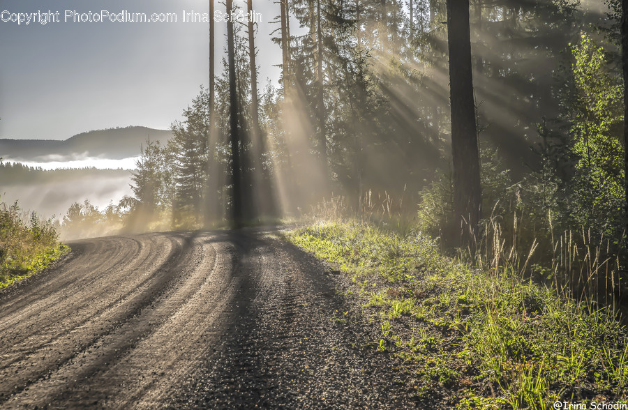 Dirt Road, Road, Gravel, Tree, Plant