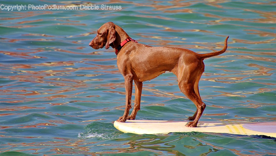 Canine, Mammal, Animal, Pet, Dog