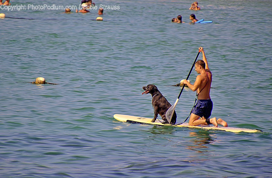 Oars, Human, Person, Paddle, Animal