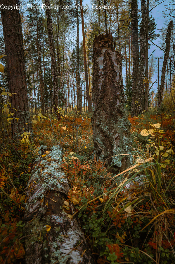 Tree, Plant, Tree Trunk, Leaf, Ground