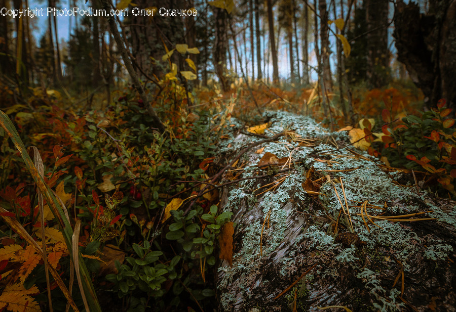 Ground, Plant, Vegetation, Leaf, Tree