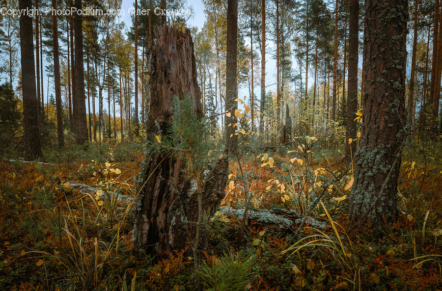 Tree, Plant, Tree Trunk, Ground