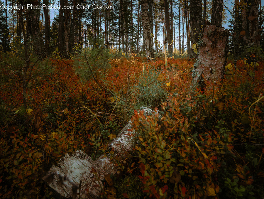 Tree, Plant, Leaf, Ground, Tree Trunk