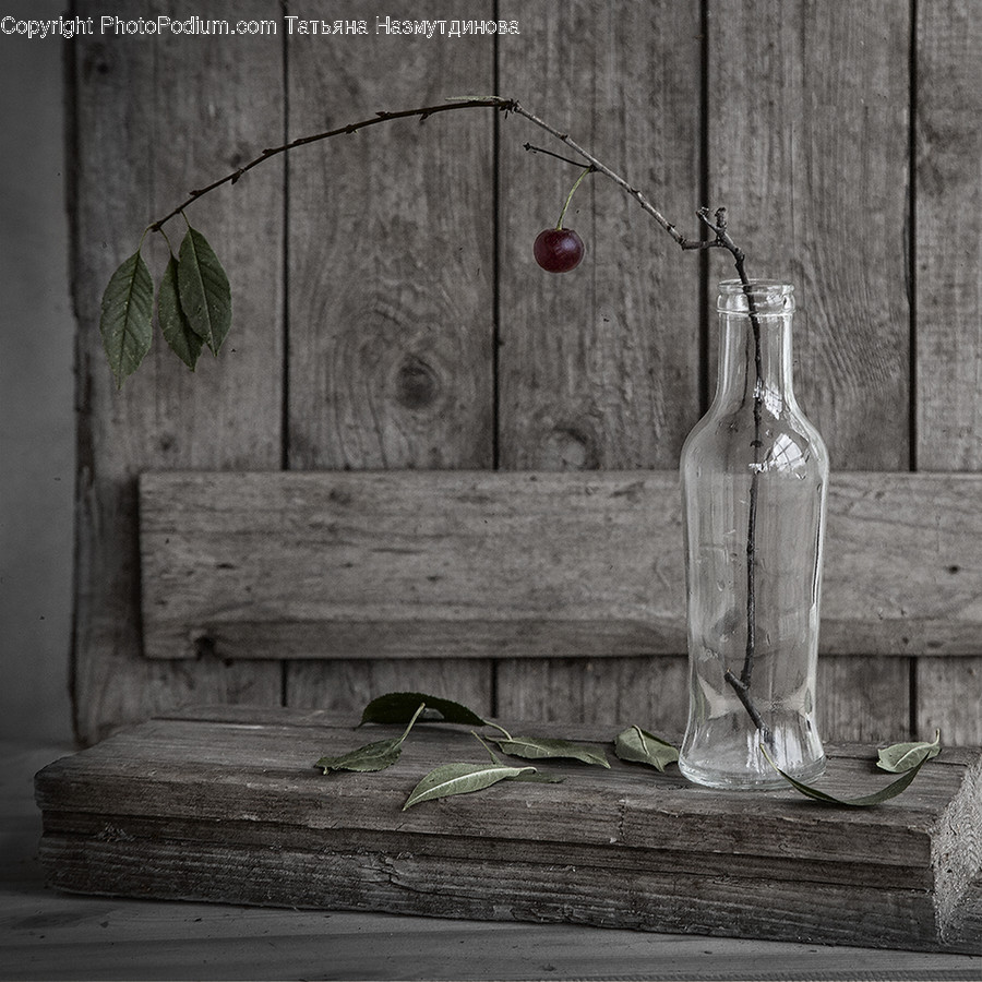 Plant, Bottle, Jar, Glass, Vase