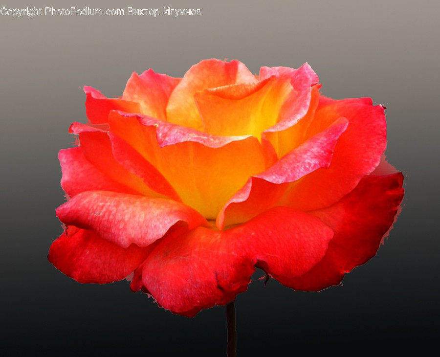 Rose, Flower, Blossom, Plant, Petal