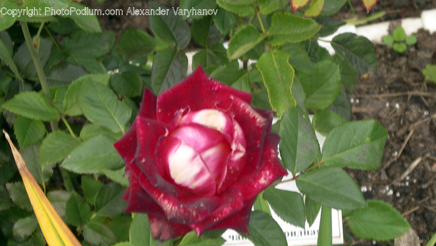 Flower, Rose, Plant, Blossom, Petal