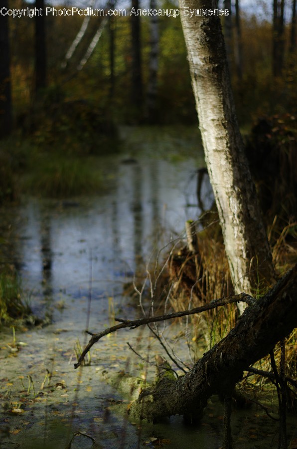 Land, Outdoors, Nature, Plant, Tree
