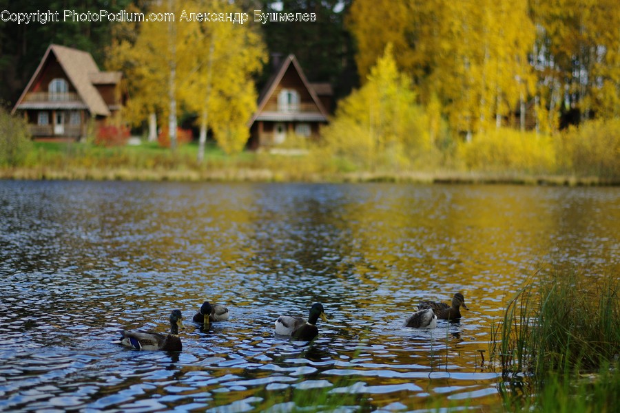 Water, Outdoors, Nature, Bird, Animal