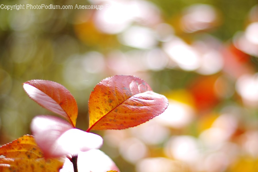 Veins, Plant, Leaf, Flower, Blossom
