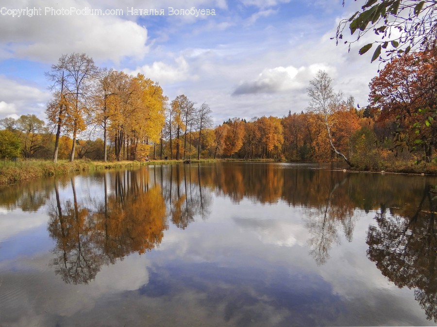 Nature, Water, Outdoors, Plant, Tree