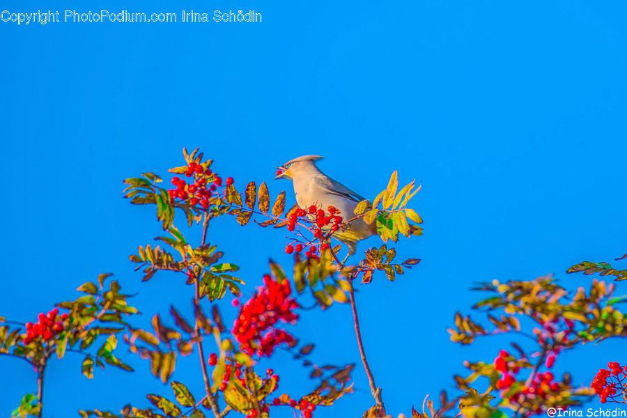 Bird, Animal, Jay, Bluebird, Bee Eater