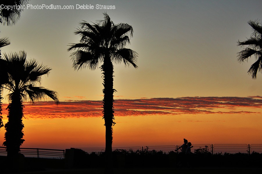 Plant, Tree, Arecaceae, Palm Tree, Silhouette