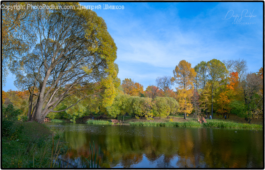 Water, Nature, Outdoors, Plant, Tree