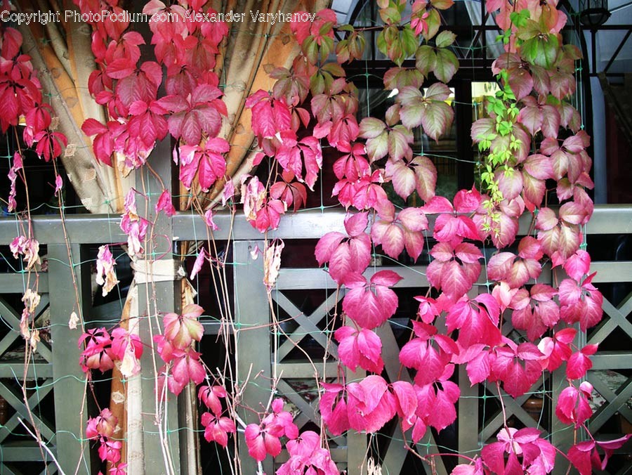 Home Decor, Plant, Blossom, Flower, Geranium