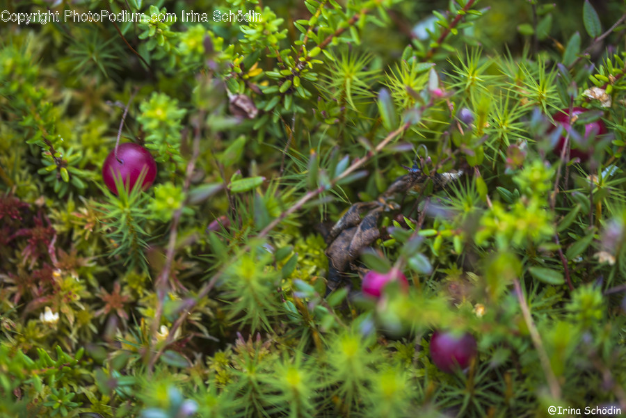 Plant, Tree, Conifer, Abies, Fir