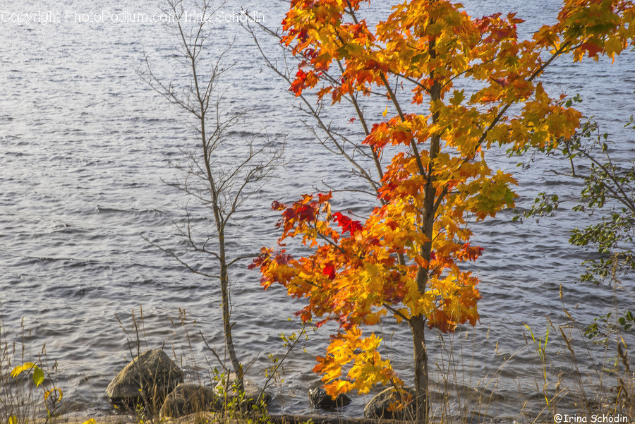 Leaf, Plant, Tree, Maple, Maple Leaf