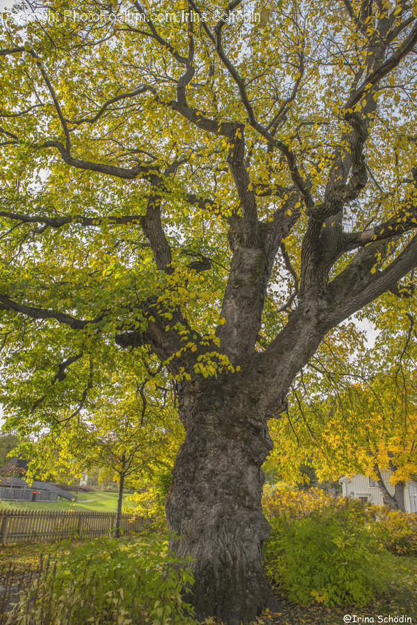 Plant, Tree, Tree Trunk