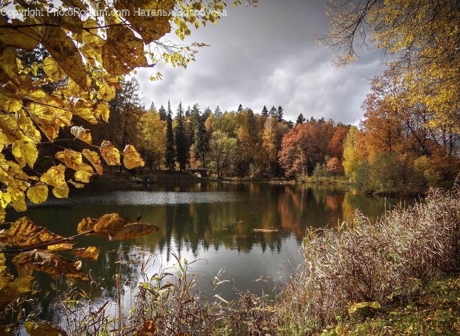 Nature, Water, Tree, Plant, Outdoors