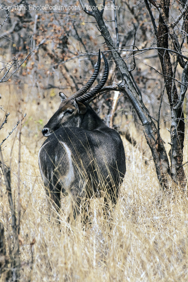 Wildlife, Animal, Mammal, Antelope, Impala