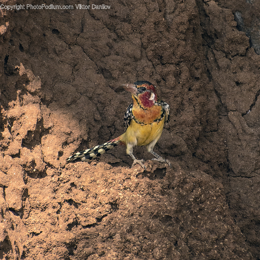 Ground, Bird, Animal, Bee Eater, Plant