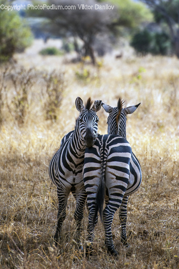 Wildlife, Animal, Zebra, Mammal, Savanna