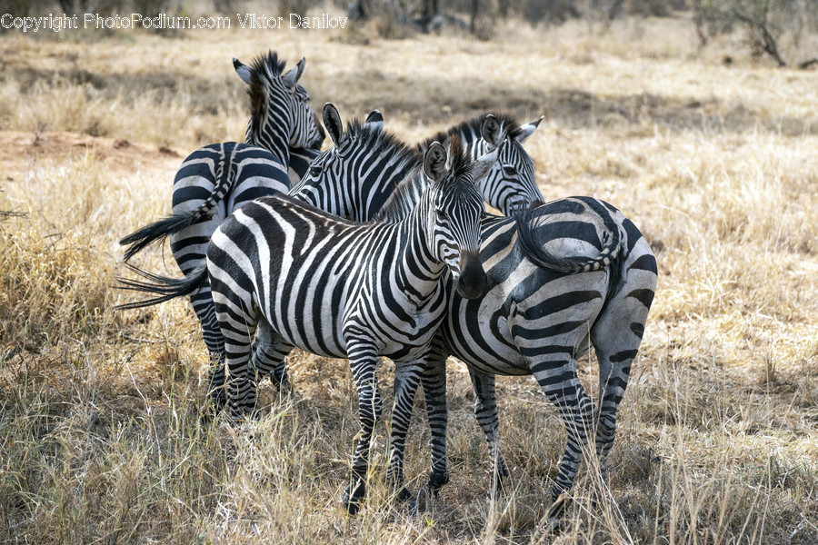 Wildlife, Mammal, Animal, Zebra