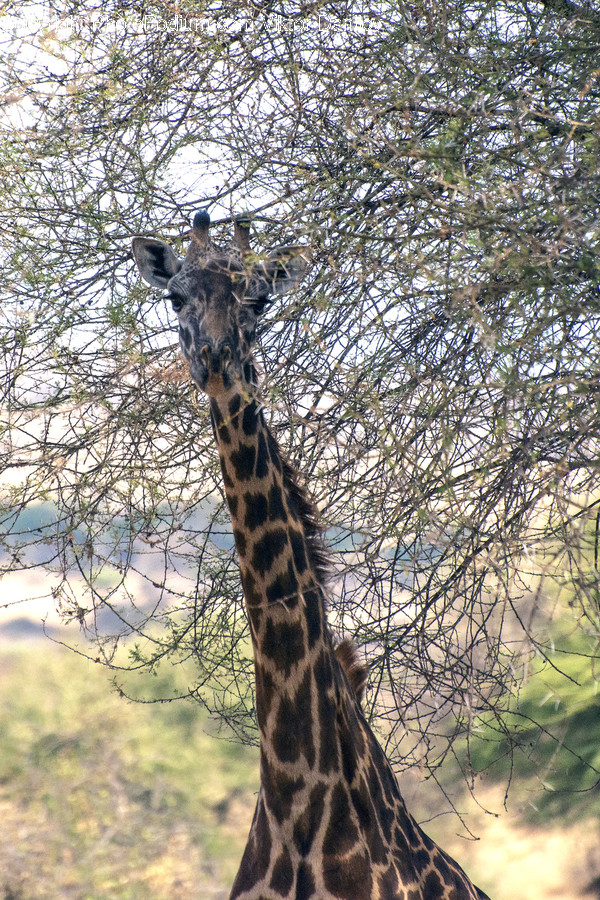 Mammal, Giraffe, Animal, Wildlife
