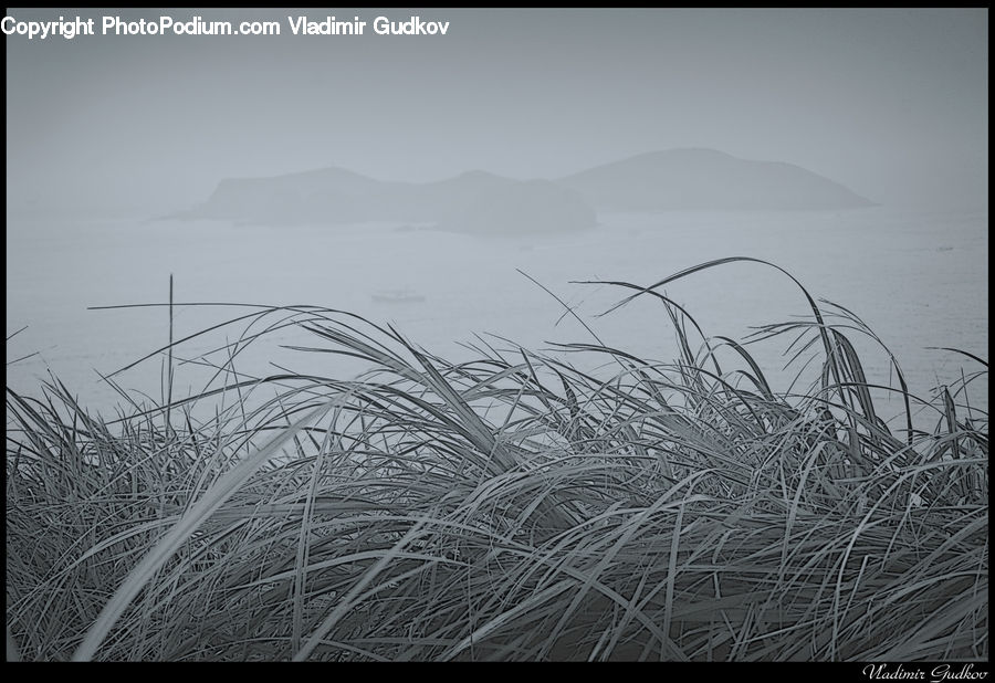 Grass, Plant, Reed, Field, Grassland, Blossom, Flora