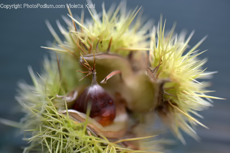 Plant, Moss, Flower, Blossom, Invertebrate