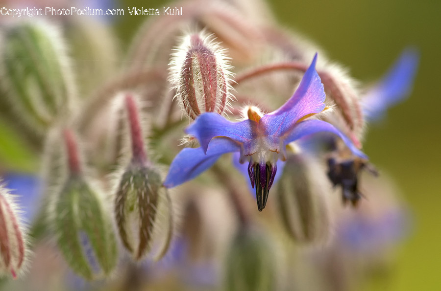 Plant, Flower, Geranium, Blossom, Iris