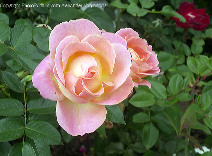 Flower, Rose, Plant, Blossom, Petal