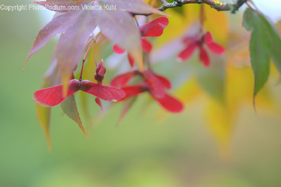 Leaf, Plant, Tree, Flower, Blossom
