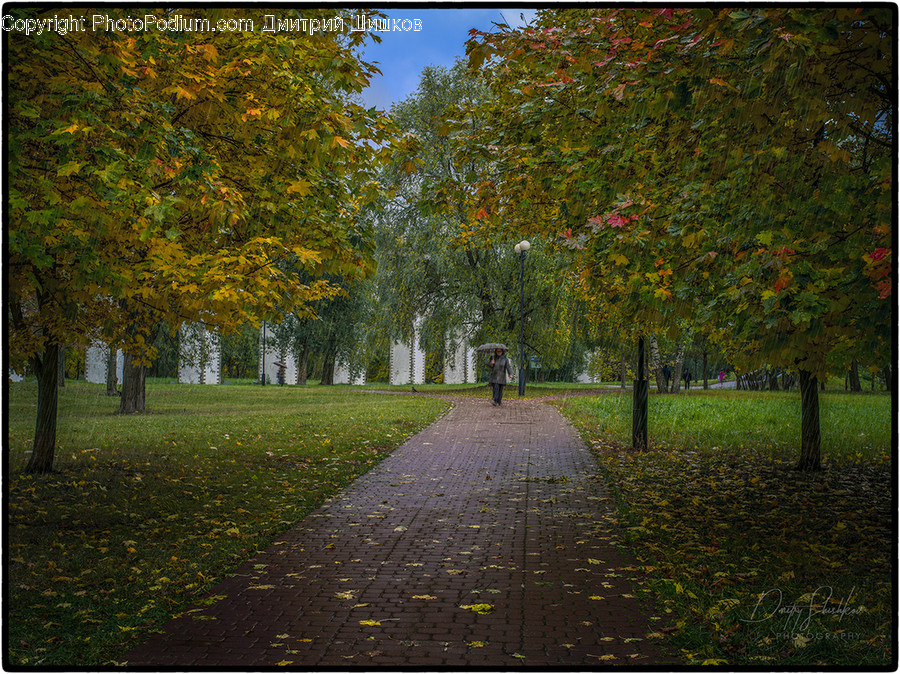 Person, Human, Plant, Tree, Path